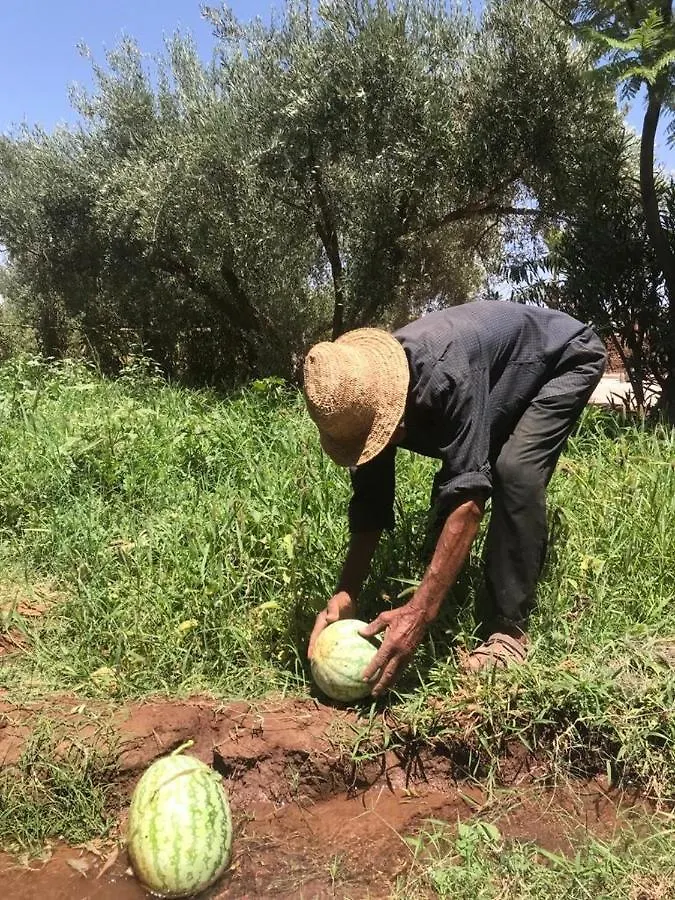 Upupa De L'Atlas Oulad el Guern Morocco